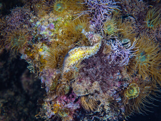 A seahorse among sea anemones