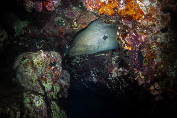 Giant moray in Red Sea near Marsa Alam, Egypt