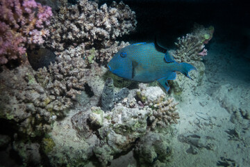 Blue triggerfish in Red Sea near Marsa Alam, Egypt