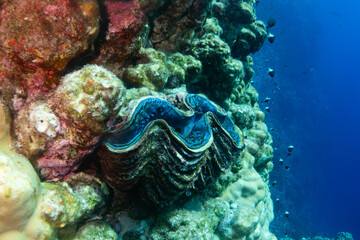 Giant clam - critically endangered  in Red Sea near Marsa Alam, Egypt