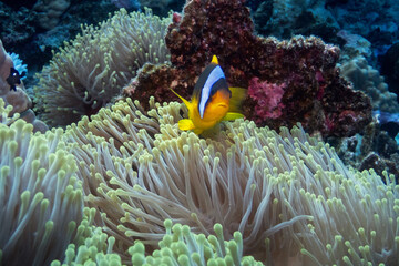 Red Sea clownfish in Red Sea near Marsa Alam, Egypt
