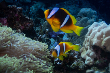 Red Sea clownfish in Red Sea near Marsa Alam, Egypt
