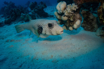 White-spotted puffer in Red Sea near Marsa Alam, Egypt