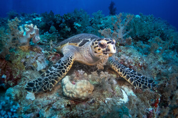 Hawksbill sea turtle in the Red Sea near Marsa Alam in Egypt