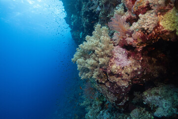 Soft corals on Elphinstone Reef in Red Sea near Marsa Alam, Egypt