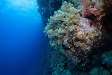 Fototapeta premium Soft corals on Elphinstone Reef in Red Sea near Marsa Alam, Egypt