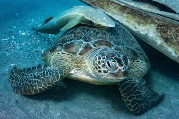 Fototapeta premium Green sea turtle with white suckerfish in Red Sea near Marsa Alam, Egypt