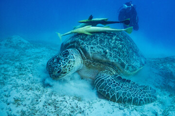 Obraz premium Green sea turtle with white suckerfish in Red Sea near Marsa Alam, Egypt