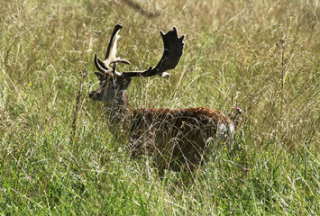 deer in the grass