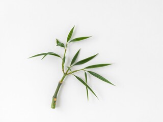 Fototapeta premium single bamboo stem with long, narrow green leaves, simple and modern, resting on a clean white background. Soft shadows, no text.
