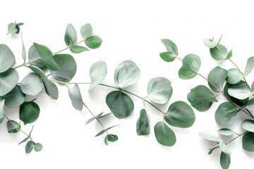 Obraz premium Eucalyptus branches with green leaves and buds in a botanical watercolor style. Detailed botanical illustration for design and print. Ayurveda, ayurvedic herbs, Generative AI
