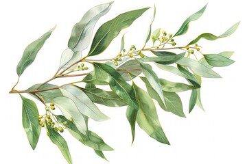 Eucalyptus branches with green leaves and buds in a botanical watercolor style. Detailed botanical illustration for design and print.  Ayurveda, ayurvedic herbs, Generative AI