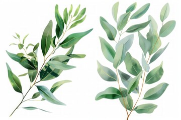 Obraz premium Eucalyptus branches with green leaves and white seed pods isolated on a white background. Watercolor botanical illustration for design and print. Ayurveda, ayurvedic herbs, Generative AI