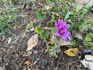 Common mallow Malva sylvestris leaves and purple flowers close up macro. Cheeses, high mallow and tall mallow (mauve des bois). A plant flowers of bright mauve-purple, with dark veins.
