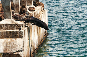 Old Valparaiso pier (Muelle Barron) built in 1910, now turned into a pedestrian boardwalk. Pier abandoned structures are occupied by sea lions and birds colonies.