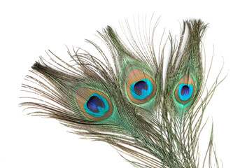 Obraz premium Three beautiful peacock feathers isolated on white