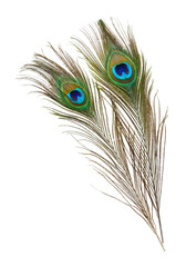 Fototapeta premium Two beautiful peacock feathers isolated on white
