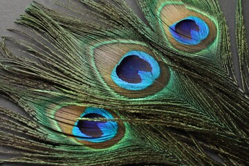 Naklejka premium Many beautiful peacock feathers on black background, closeup
