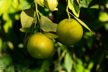 Fresh green oranges hanging from branches in a vibrant garden during sunny afternoon light