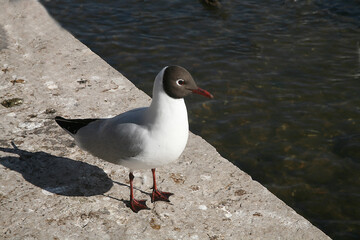 seagull on the rocks