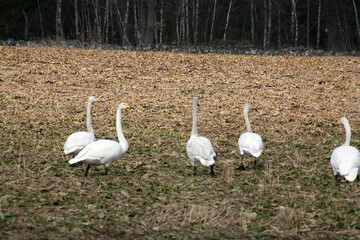 swans on the bank