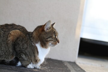 tabby and white cat outdoors with green plants garden in street cars
