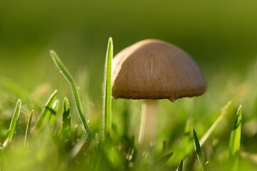 Mushroom growing among vibrant green grass in a serene garden setting during early morning light