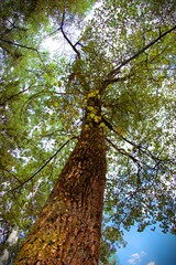 Tree top seen from below