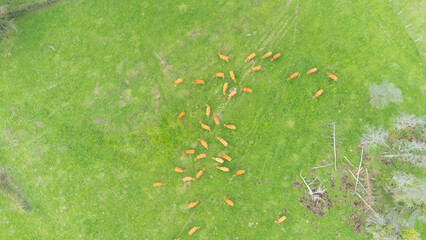 aerial view of cows grazing peacefully on a green field 