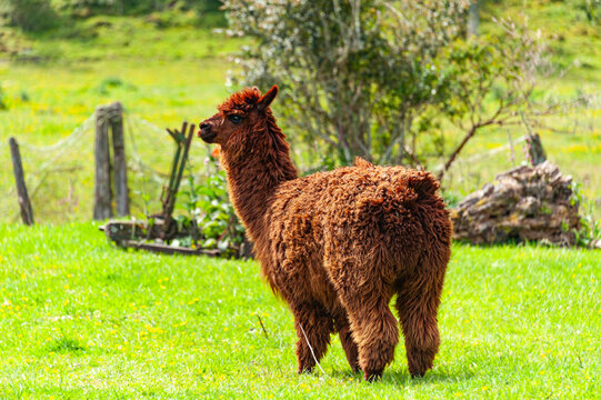 Patogonian Alpaca on a farm near Puerto Varas, Chile