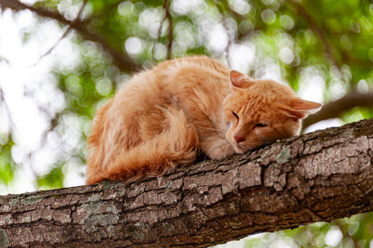 Cat sleeping on a tree branch