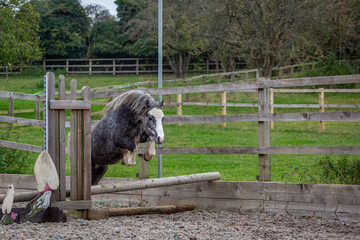 Grey Section A Welsh cob gelding in clearing a small working hunter jump on his own 