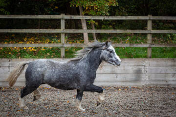 Grey Section A Welsh cob gelding in a outdoor school, Image shows a 4 year old grey gelding on a...