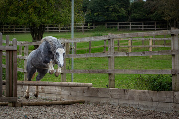 Grey Section A Welsh cob gelding in clearing a small working hunter jump on his own 