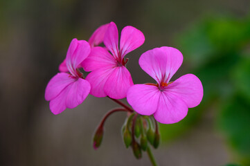 Obraz premium Delicate pink flowers bloom gracefully, showcasing nature\'s beauty in a tranquil environment