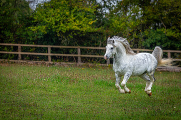Section A Welsh cob stallion