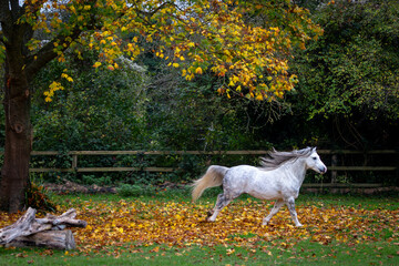 Section A Welsh cob stallion running through the leaves, Image shows a white grey dapple stallion...