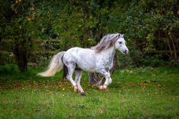 Fototapeta premium Section A Welsh cob stallion in his large paddock, Image shows the white grey dapple stallion trotting or cantering around his field with his tail up and looking majestic 