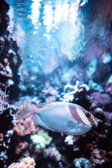 Obraz premium Beautiful fish among algae and rocks. The underwater world in the aquarium