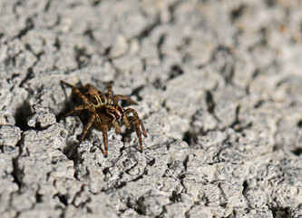 Tiny spider exploring a textured surface in a sunlit outdoor environment