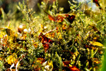 Belles plantes en gros plan au parc en automne
