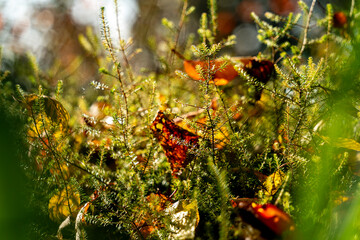 Belles plantes en gros plan au parc en automne