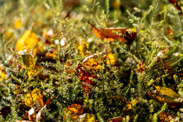 Belles plantes en gros plan au parc en automne