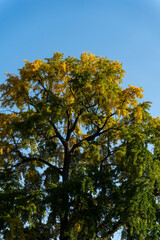 les arbres en automne avec les pleine couleur 