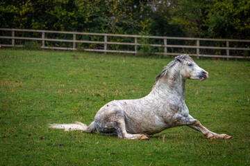 Section A Welsh cob stallion having a roll in his field, Image shows the white grey stallion on a...