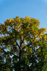 les arbres en automne avec les pleine couleur 