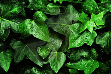 Close-up of fresh green wet leaves 