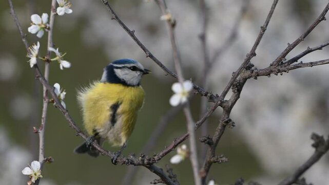 Blue tit Cyanistes caeruleus on a branch with blossoms in spring. The bird looks around and flies away. Close up. Slow motion.