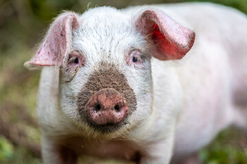 Fototapeta premium Lone 13 week old piglet in her enclosure, Image shows a single Large white crossbred piglet 