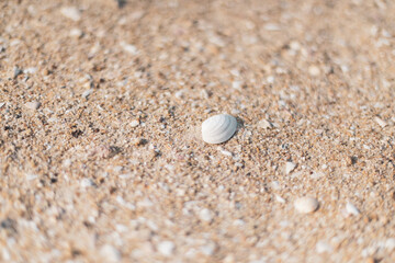 shell on the sand